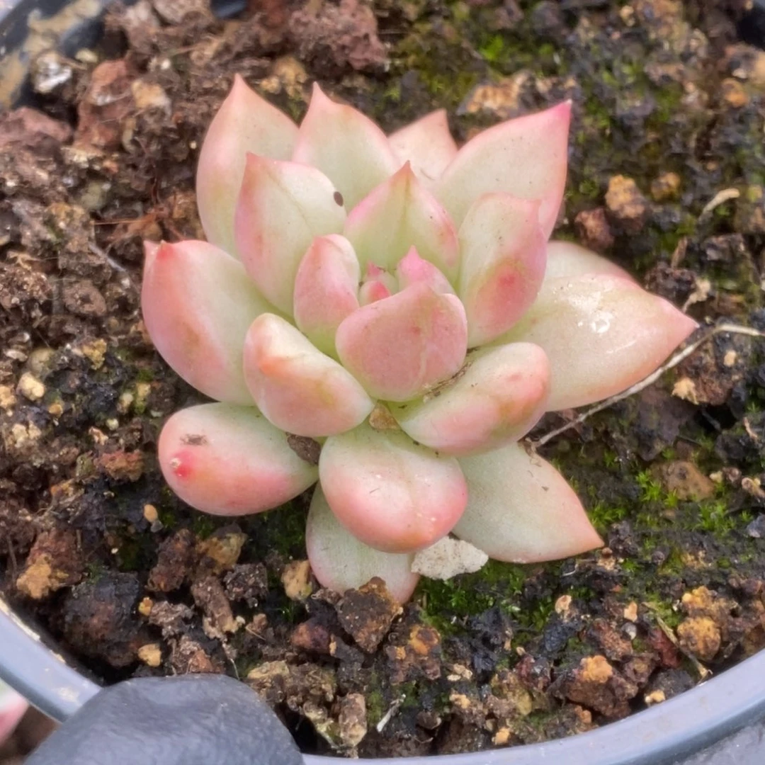 007美人杂锦锦锦锦锦锦锦