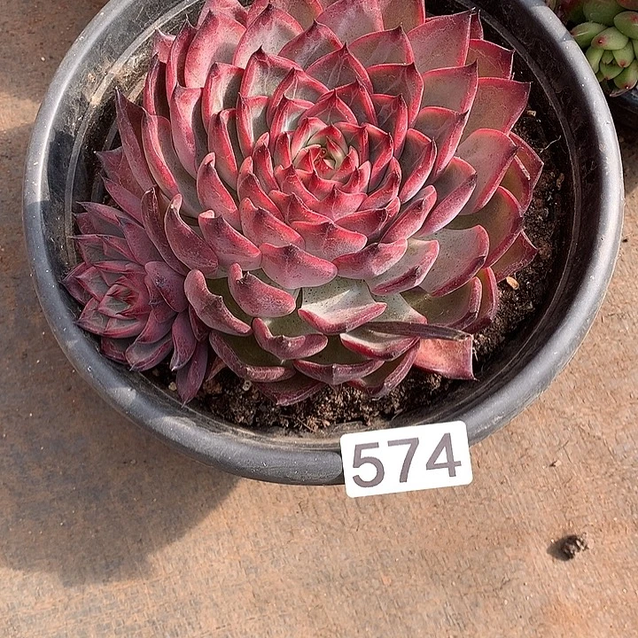 574篝火 一物一拍多肉