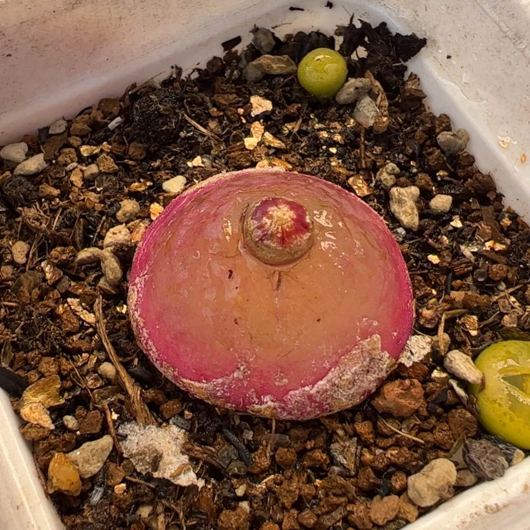 446多肉植物组合