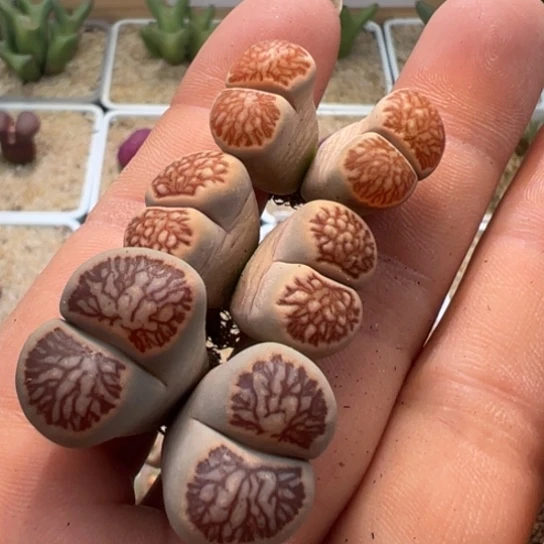 开播福利三颗双头岛田红窗菊218。