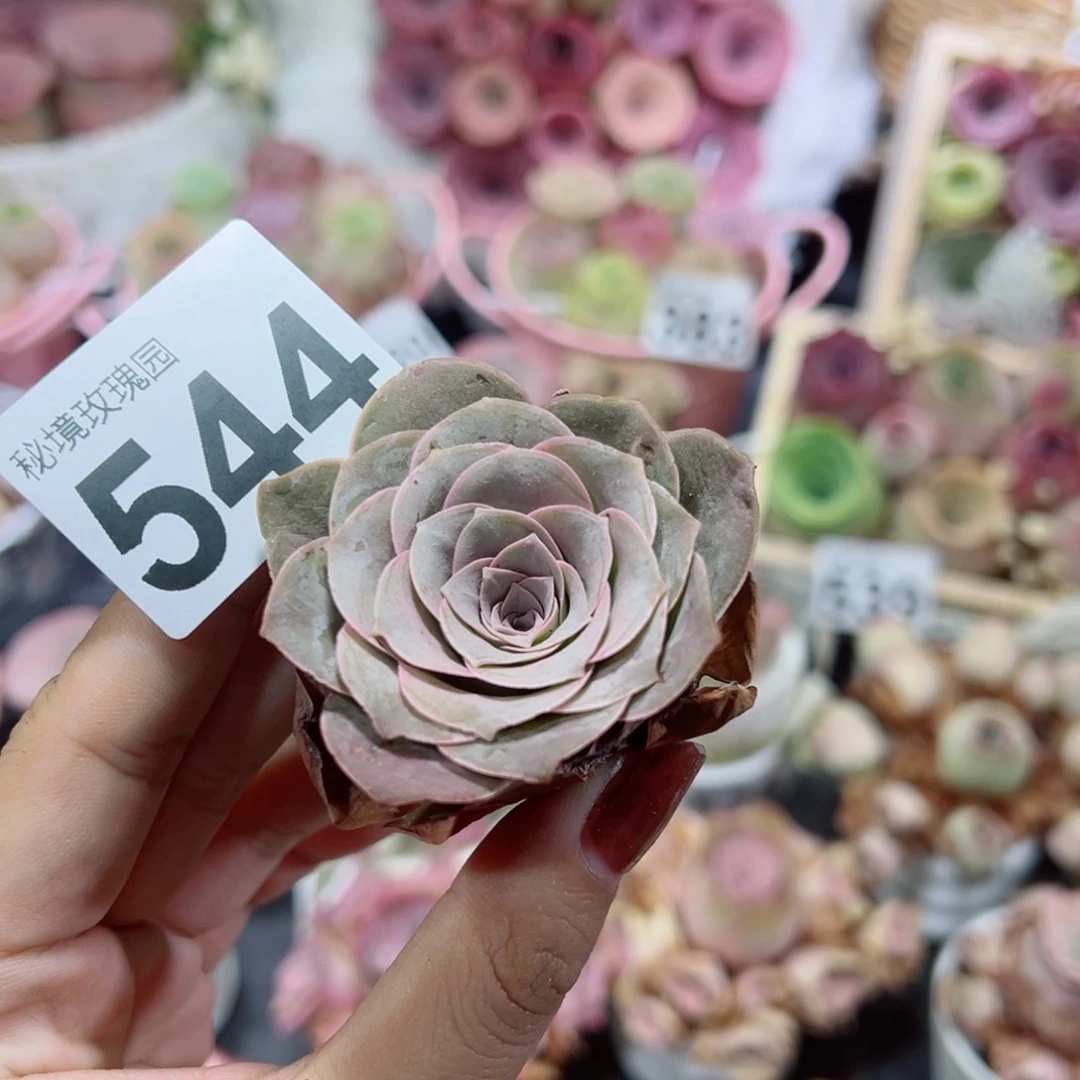 544帕杂单棵福利。