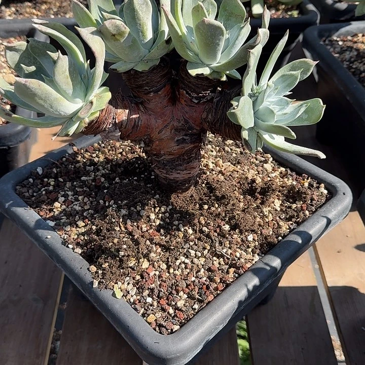 牛*果牡丹苹果叶仙女杯