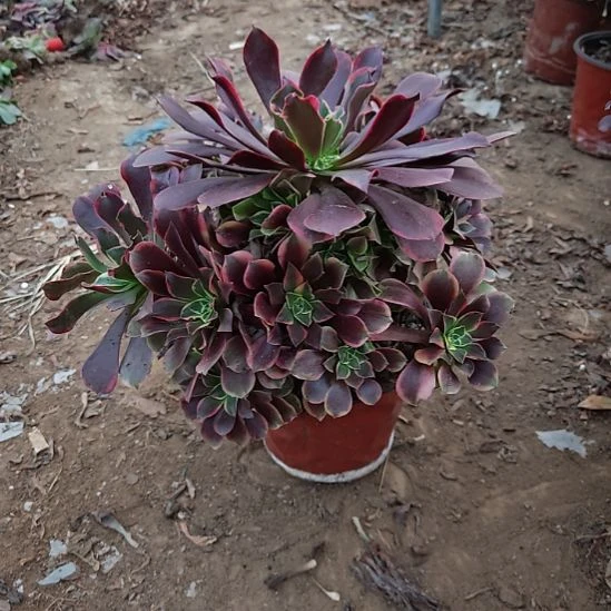 金丝雀法师加急19