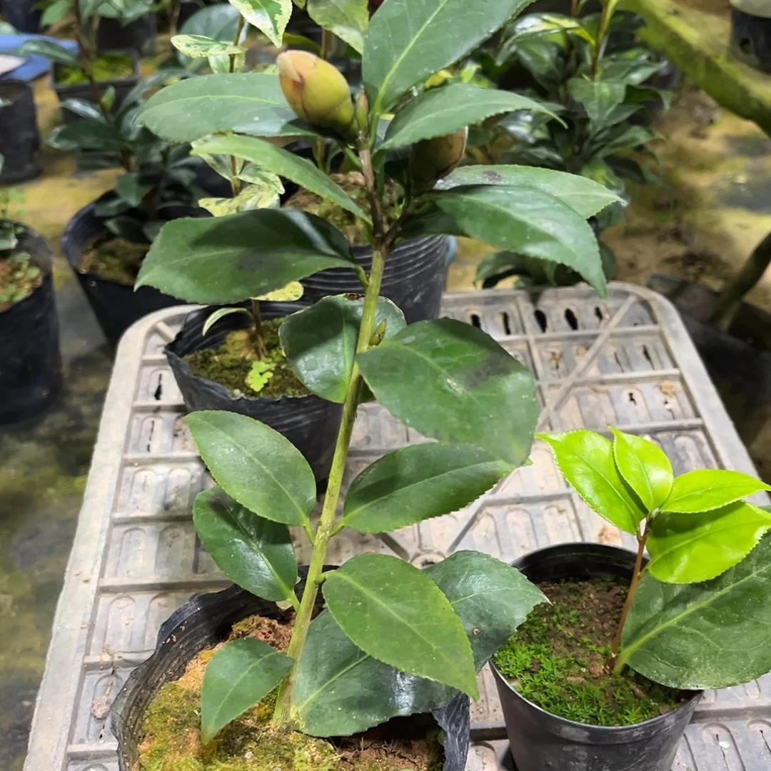 完全开放纯色黑贝  黑色系