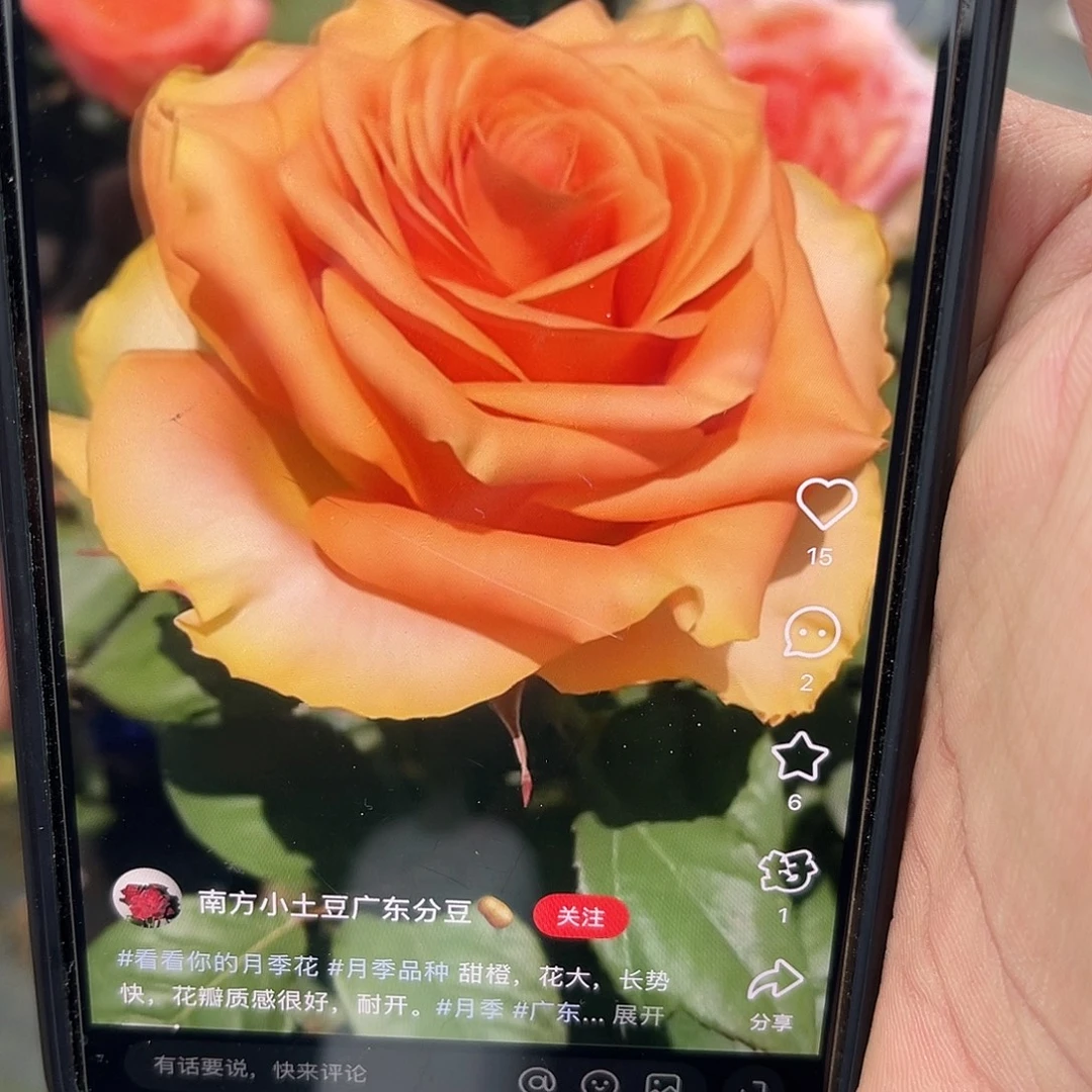 无花朵———甜橙 福利款