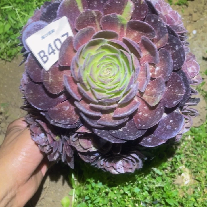 407黑骑士多肉植物