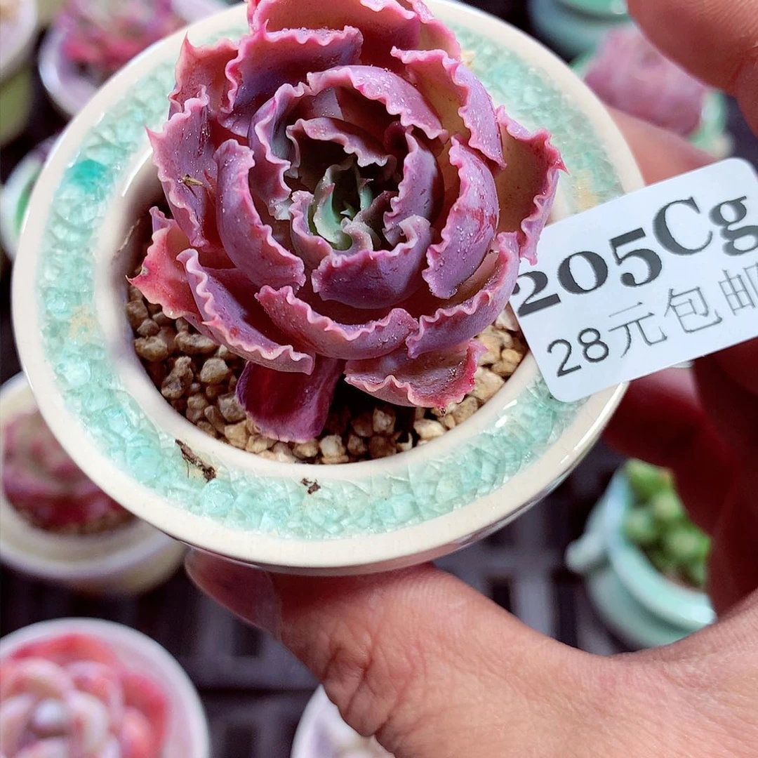 5厘米盆精控多肉205