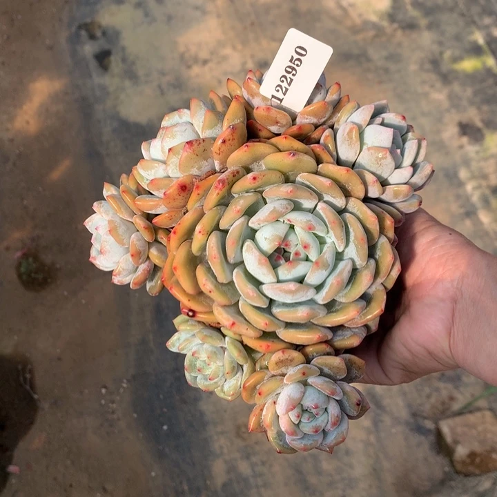 122950嗯嗯嗯嗯嗯好喜欢