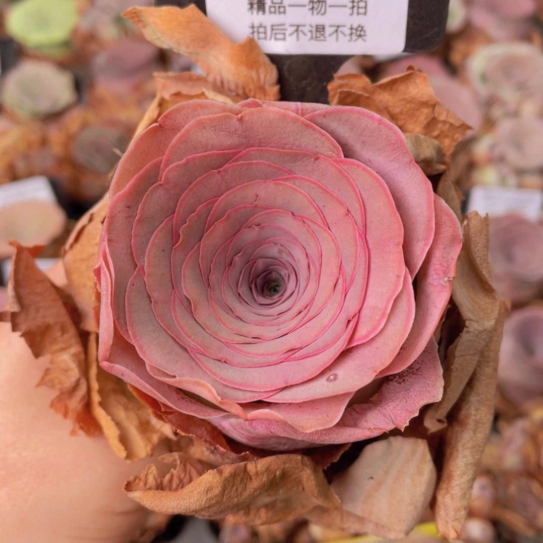 山地玫瑰0181裸根发货断枝不包损不售后