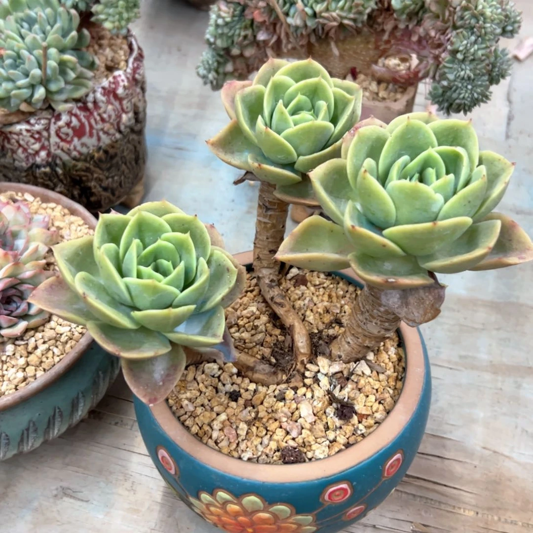 星哪塔18 零零多肉植物
