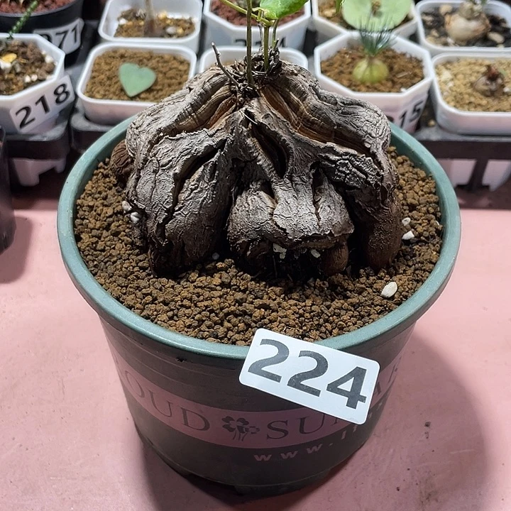 224超大象足龟甲龙