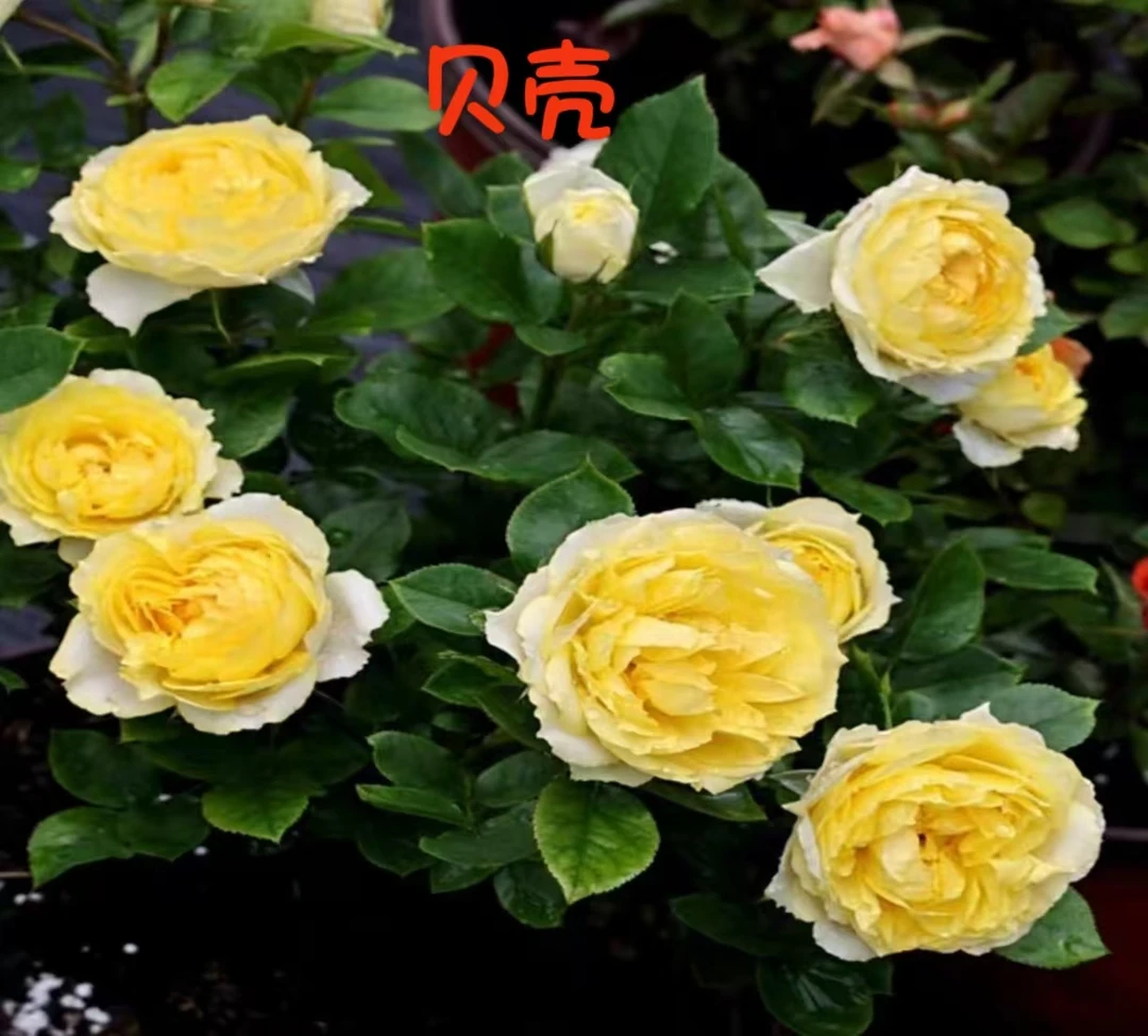 一物一拍&贝壳棒棒糖月季（1加仑）