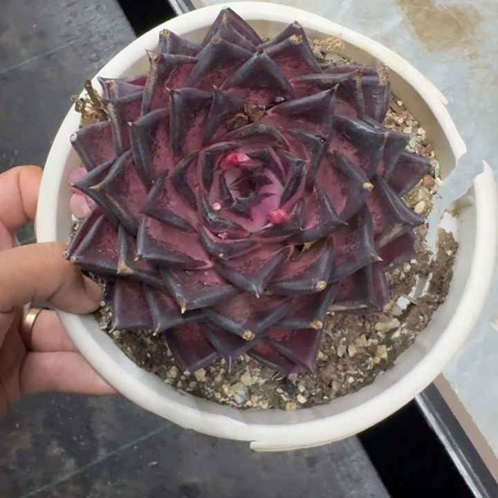 血罗 单头 一物一拍