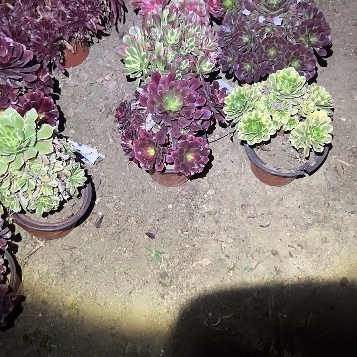 舒***涵不包侧枝一物一拍74