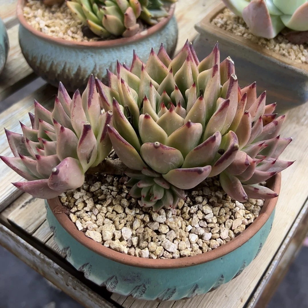 乌木18 零零多肉植