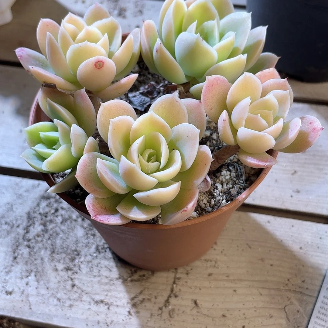 0369 星娜塔 六月六