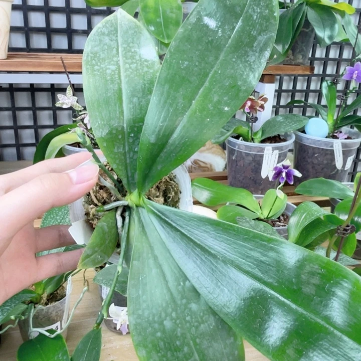 完全开放SWR羞花-原种红酒气泡水味-1905