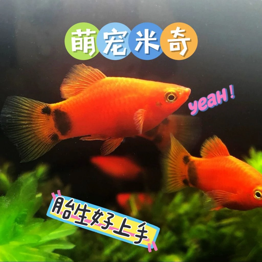 【红米奇】小型热带观赏鱼米奇鱼胎生鱼耐活好养含玛丽鱼孔雀鱼