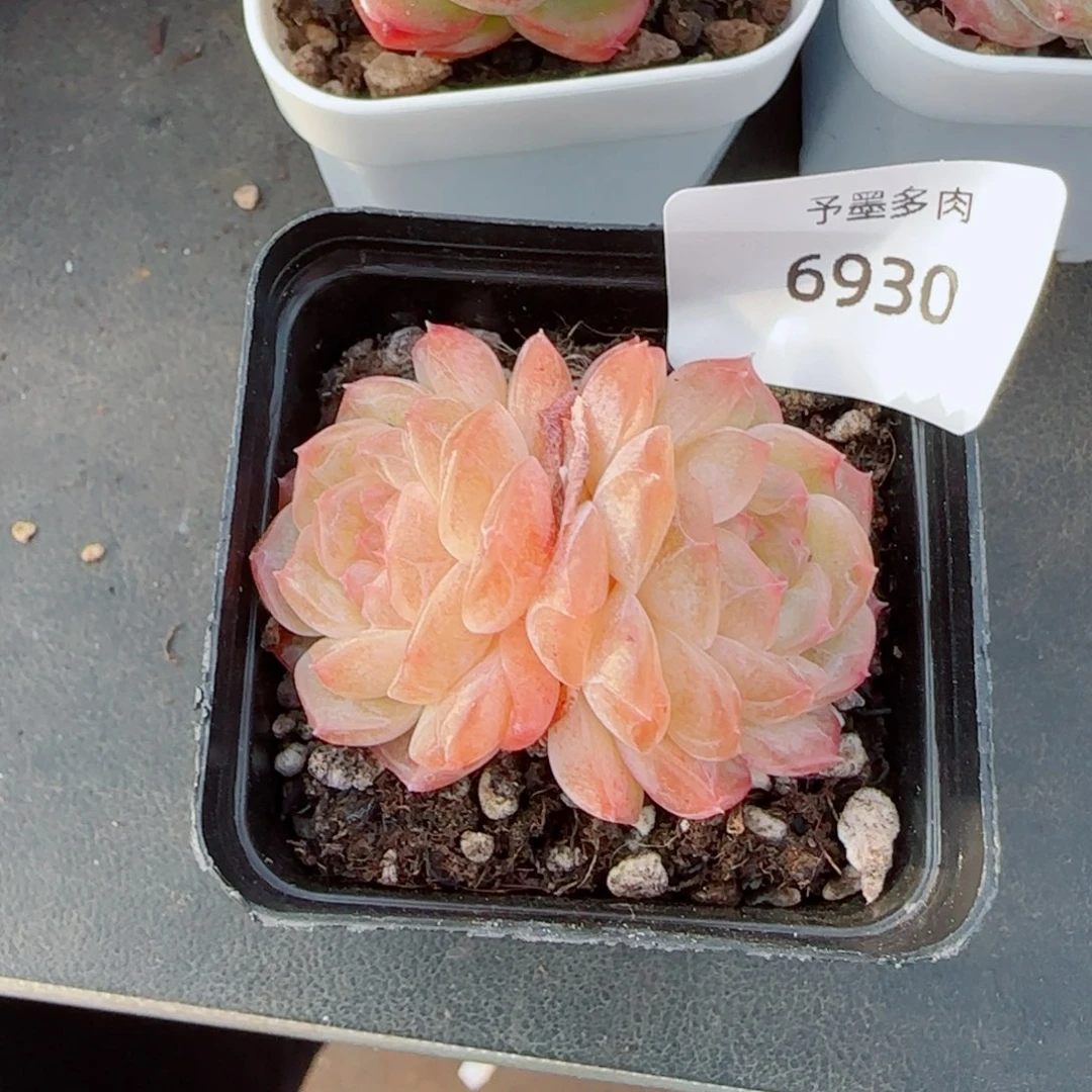 无尽灯，6930多肉植物