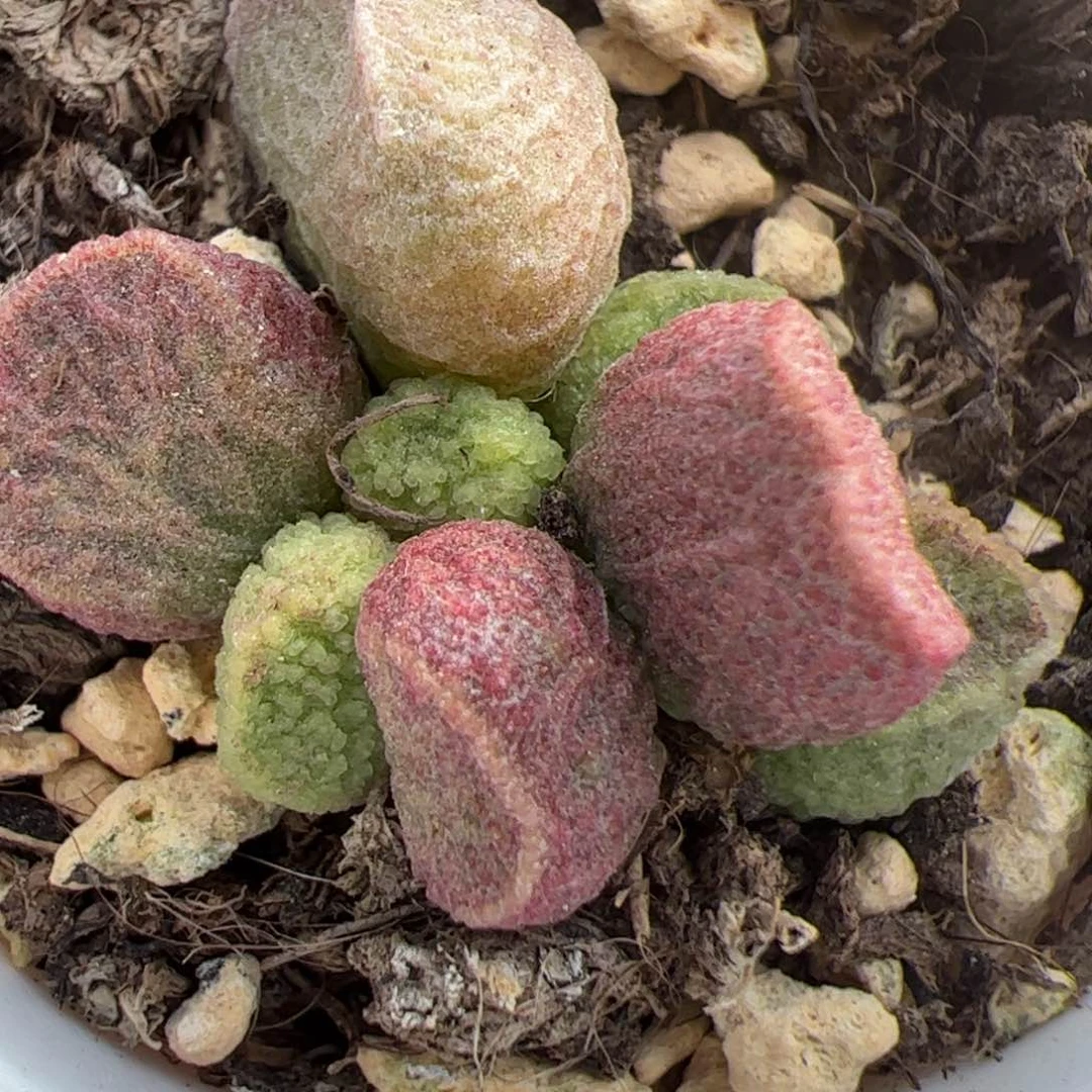 实生低叶苗多肉植物水泡