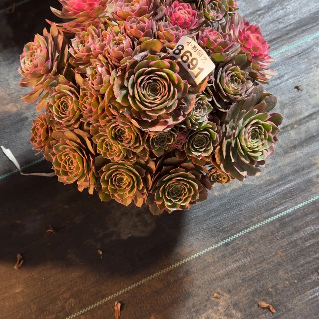 君*粉花妖多肉植物8691