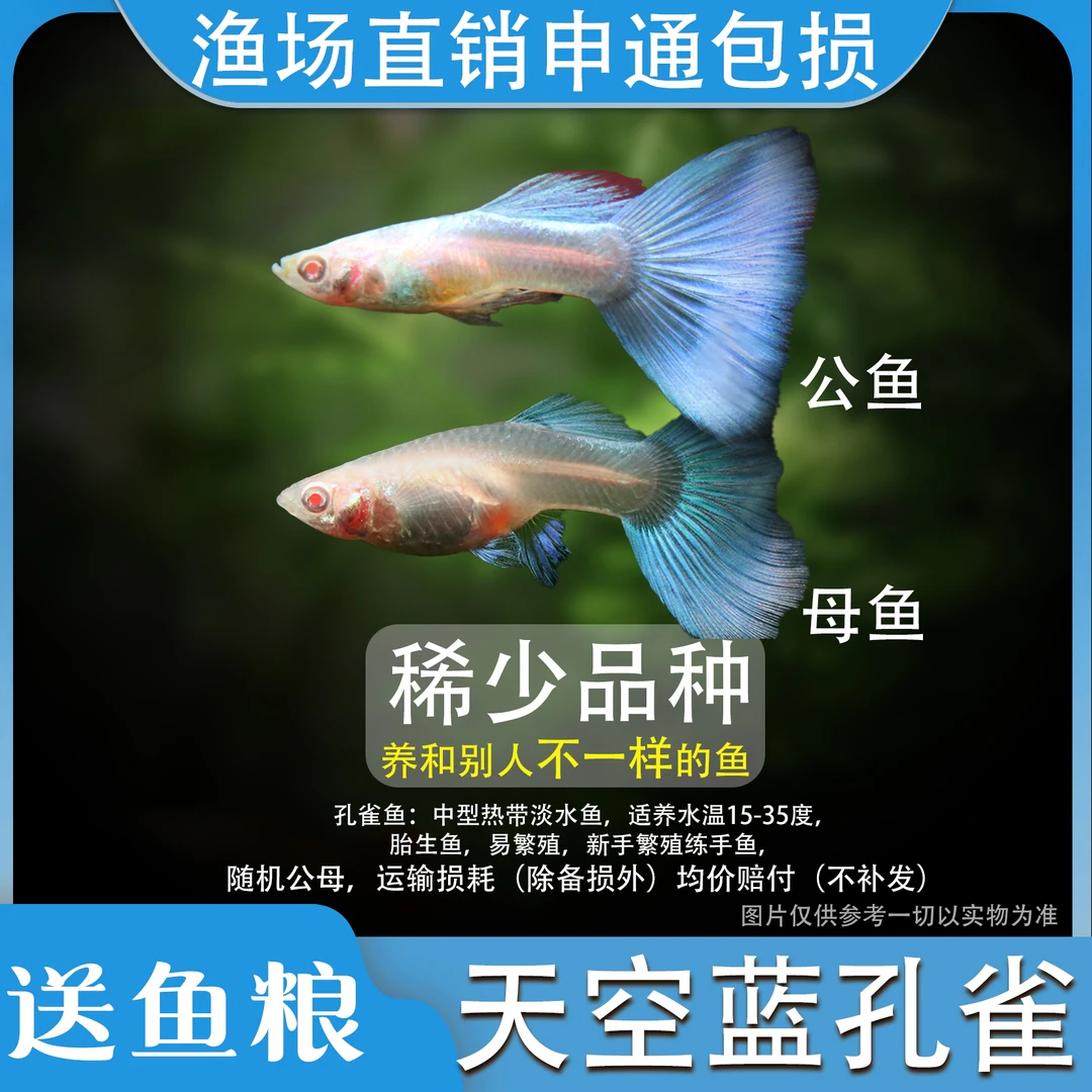 天空蓝白孔雀鱼热带观赏鱼活体练手入门凤尾鱼淡水好养耐活小型鱼