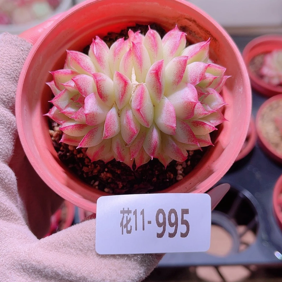 花利美11-995女王