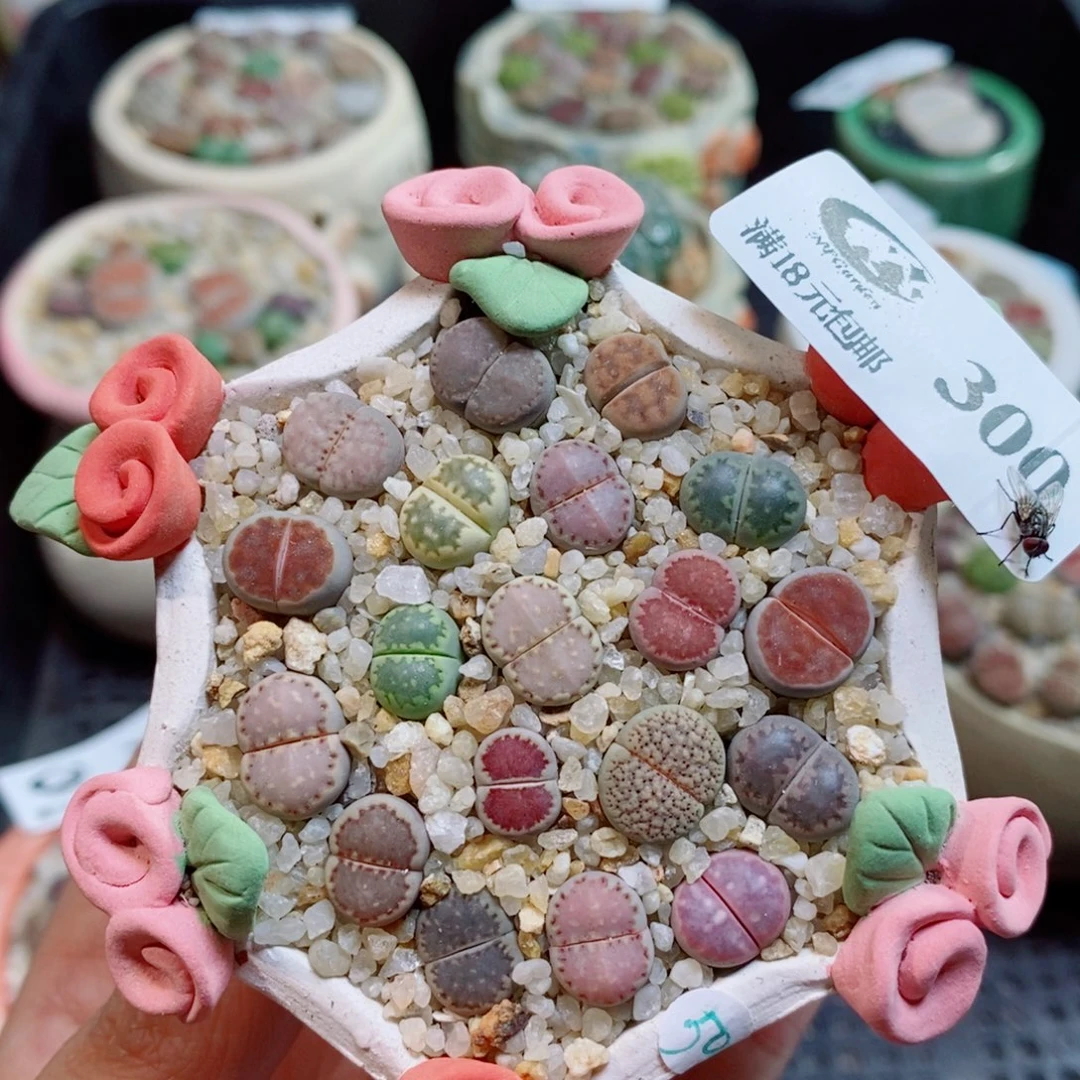生石花花花花开了300