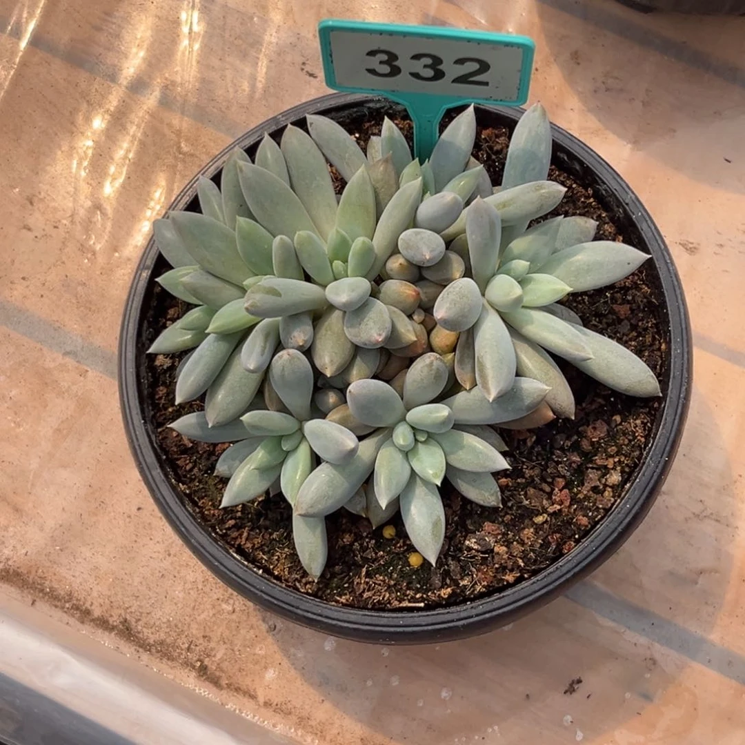 多肉植物超胖体哥特群332
