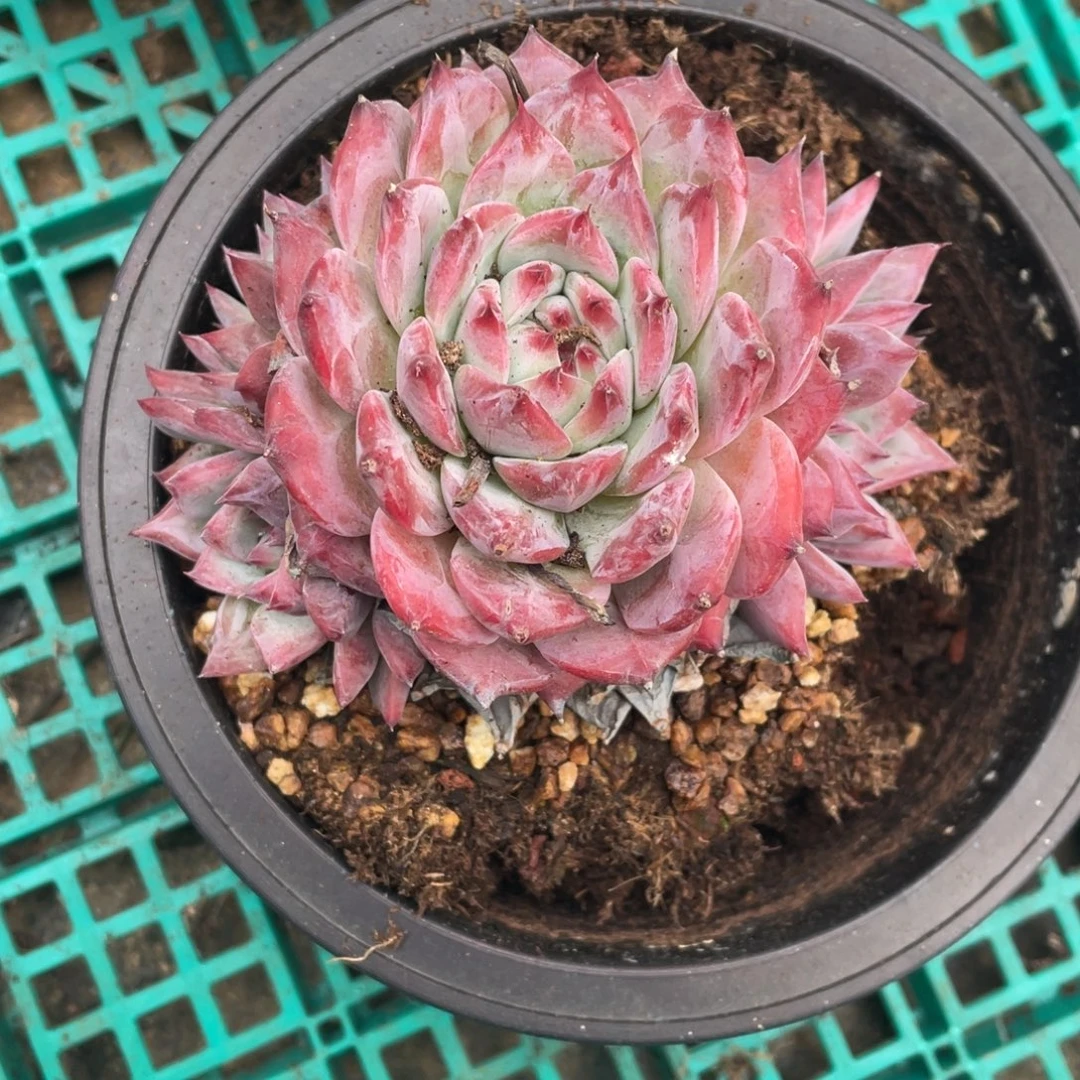 不知名冠幅11 公分一物一拍