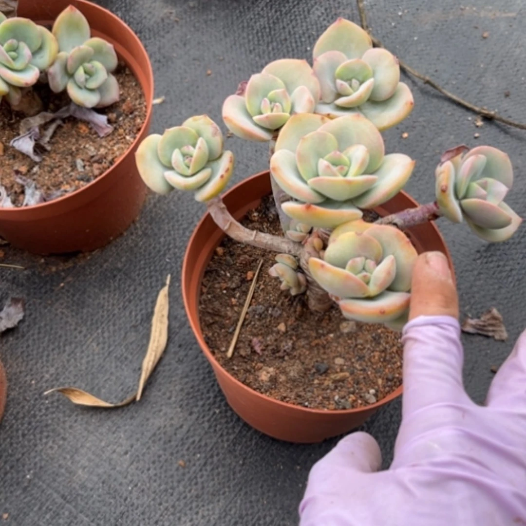 【闪购商品】下****@白凤