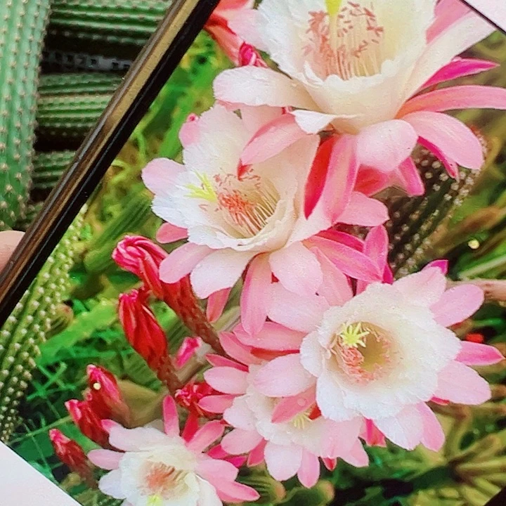 金妞拉布奇诺 侧芽 18厘米满 20包邮
