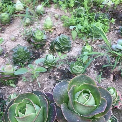 帕尔玛二棵多肉5