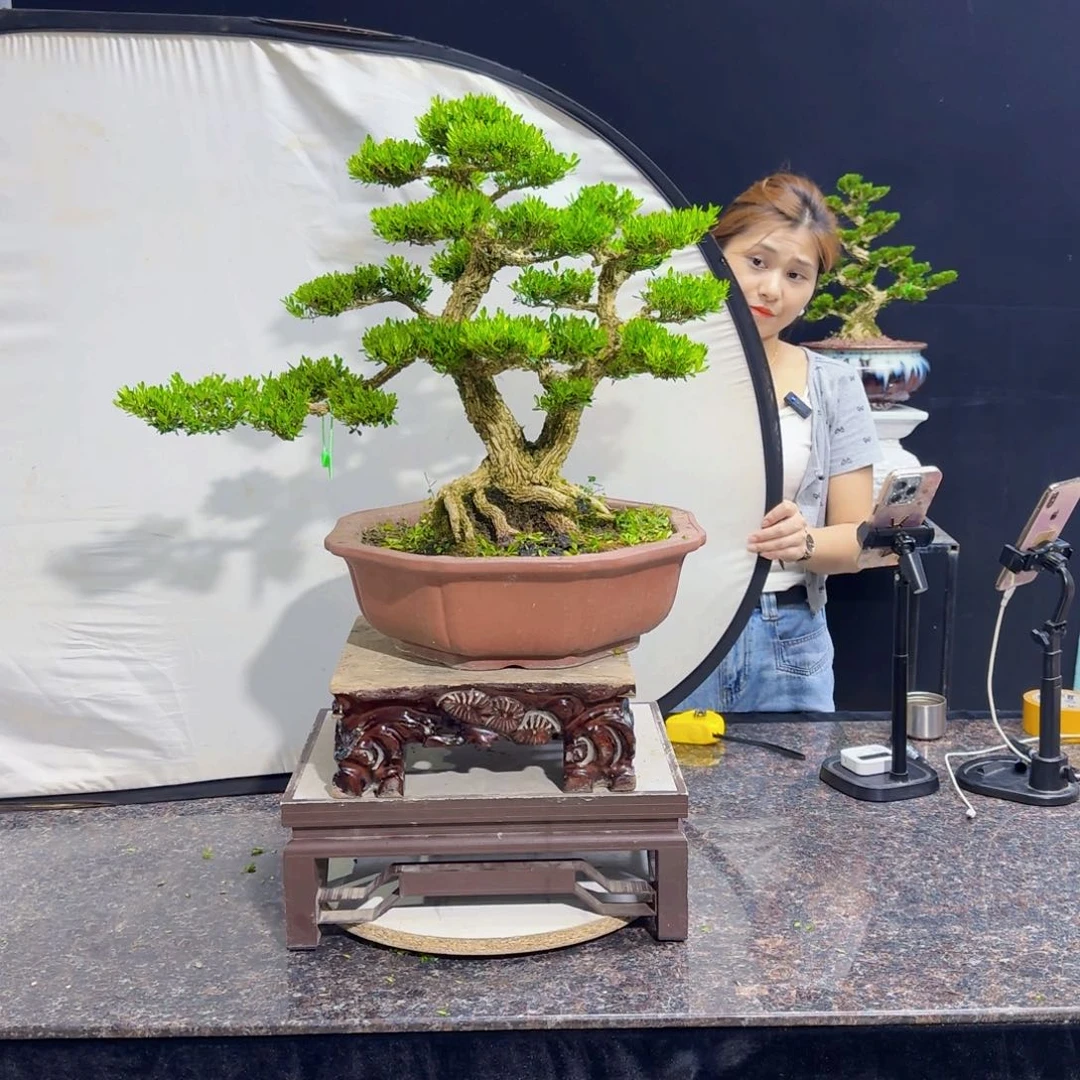 当前无花朵，栽培后可花朵赢*?高端黄杨盆景艺术