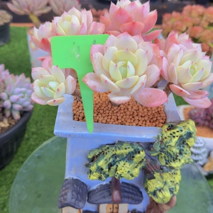 嗳*46多肉植物一物一拍