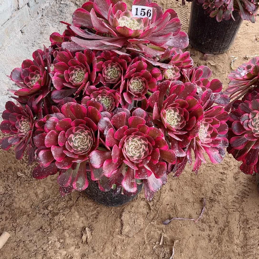 晏*多肉植物姬月156