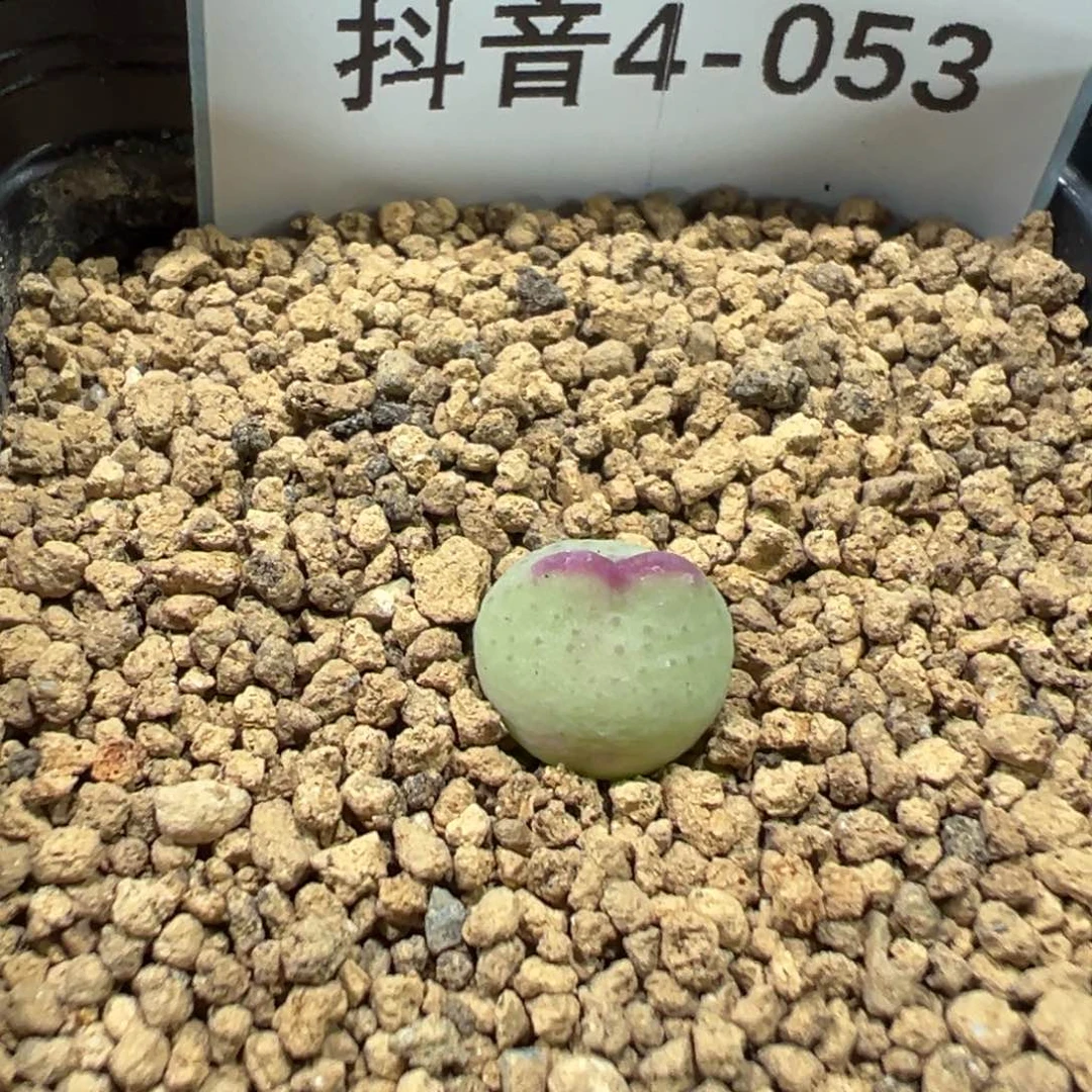 4-53白花皮卡丘多肉