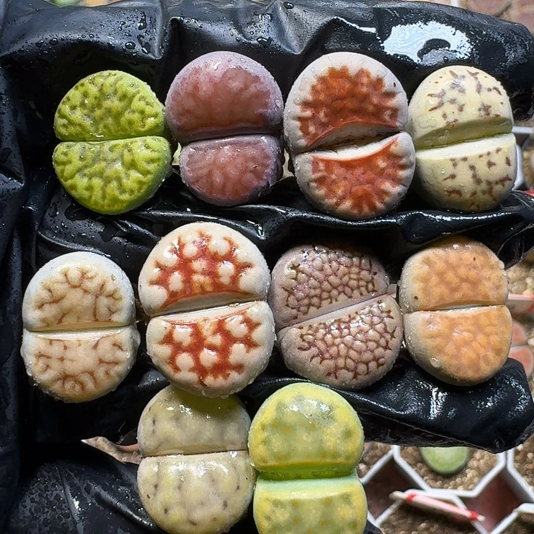生石花1111111。    232