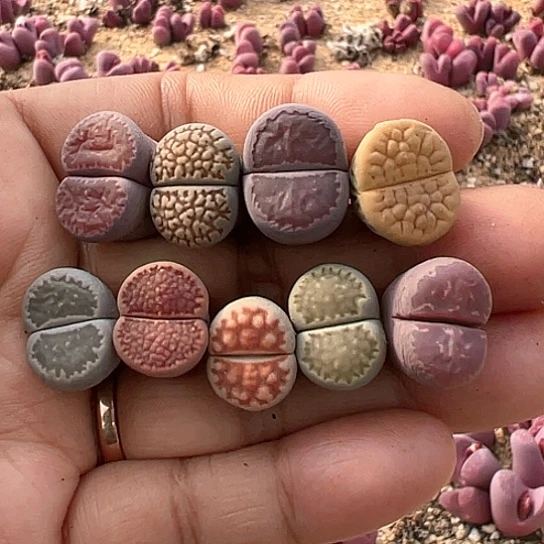 2298.单头福利1111111