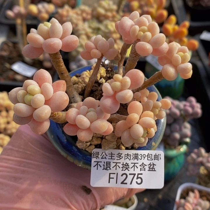 鱼子酱老桩有砍7cm275多肉植物