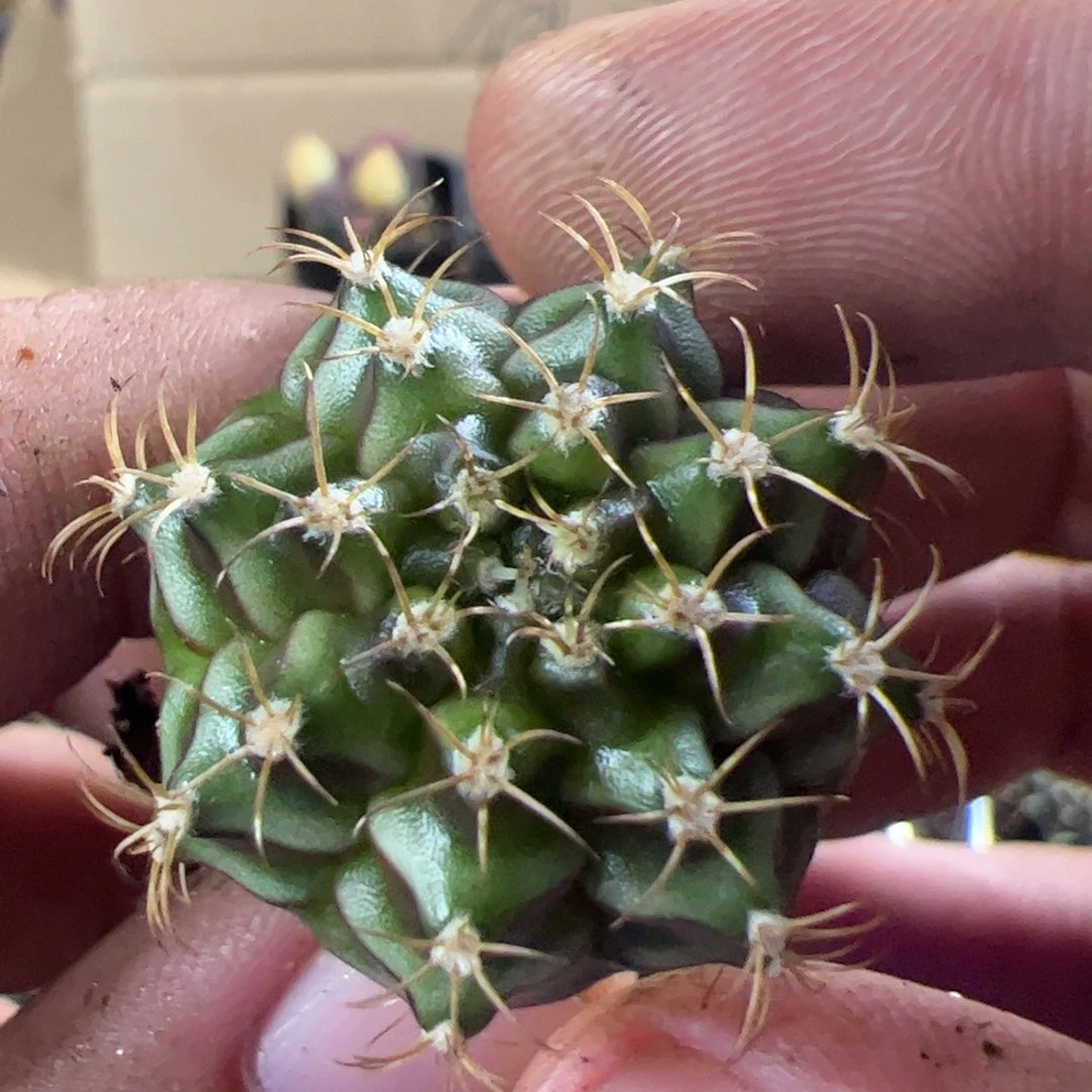当前无花栽培后可以开花360