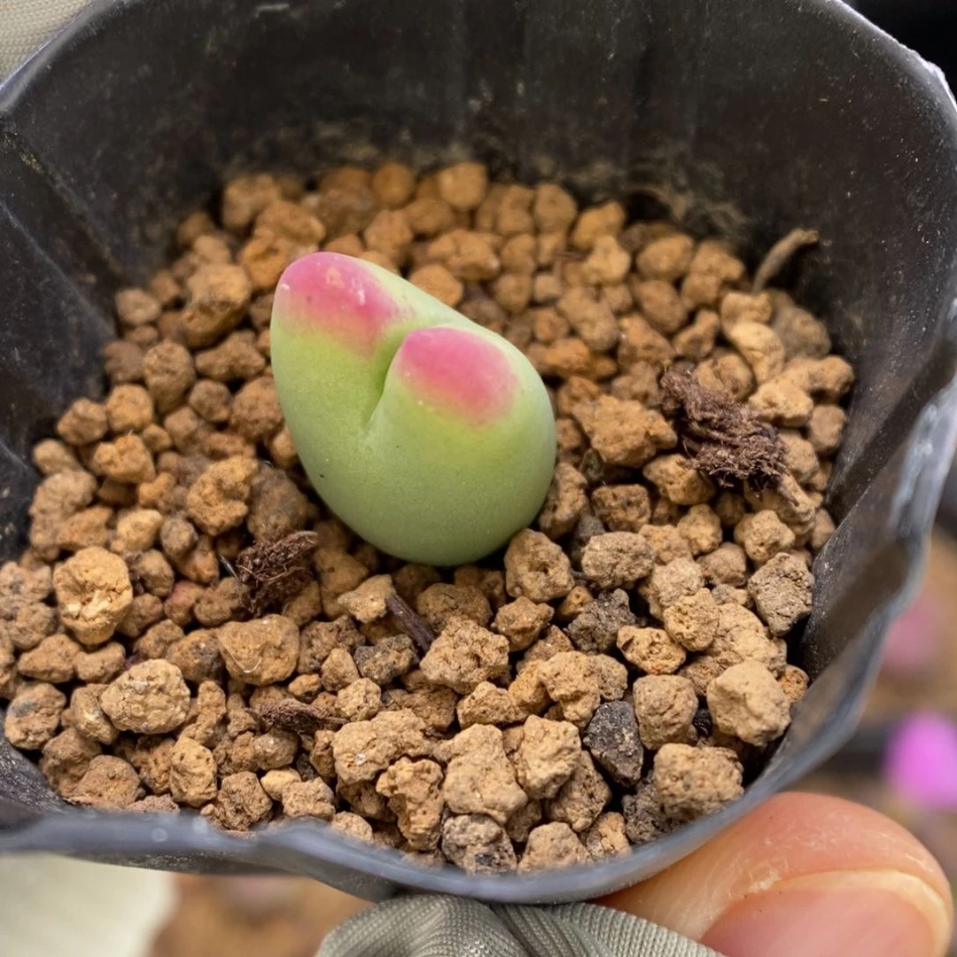 多肉植物肉锥杂交K-3277 将杂 晕染纹