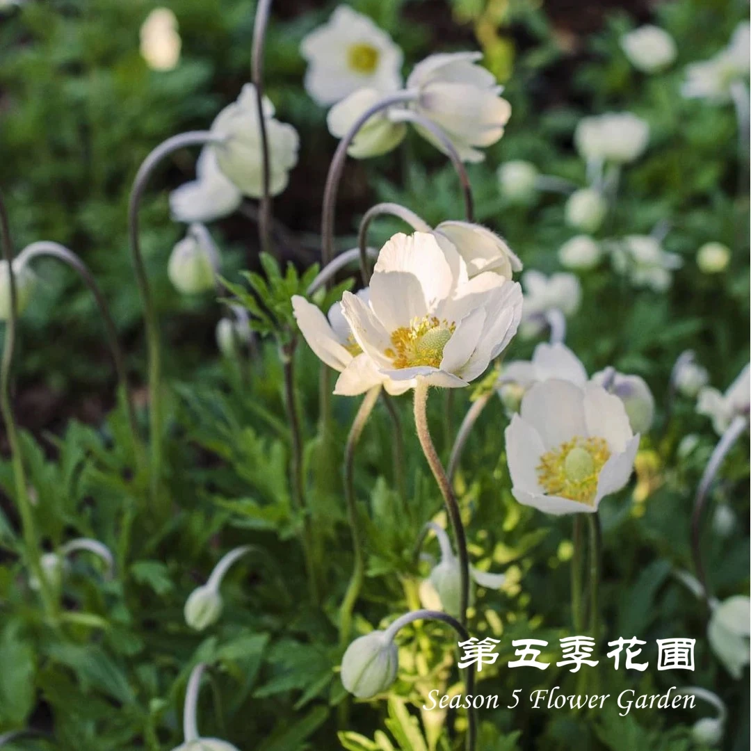 第五季花圃 春牡丹’雪滴‘大花银莲花 多年生耐寒春季开花宿根植物