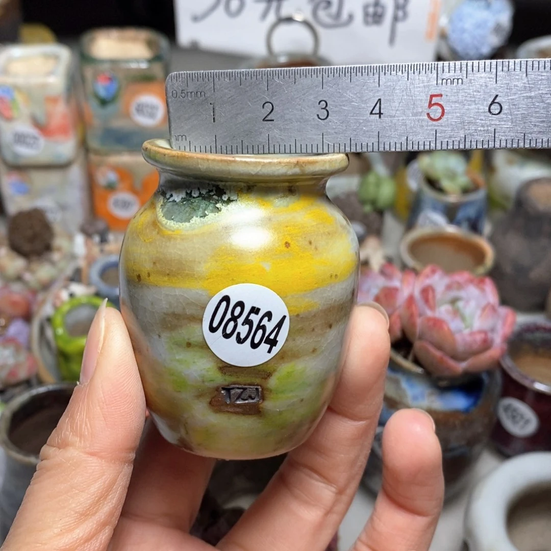 花盆拍5送一个小礼物