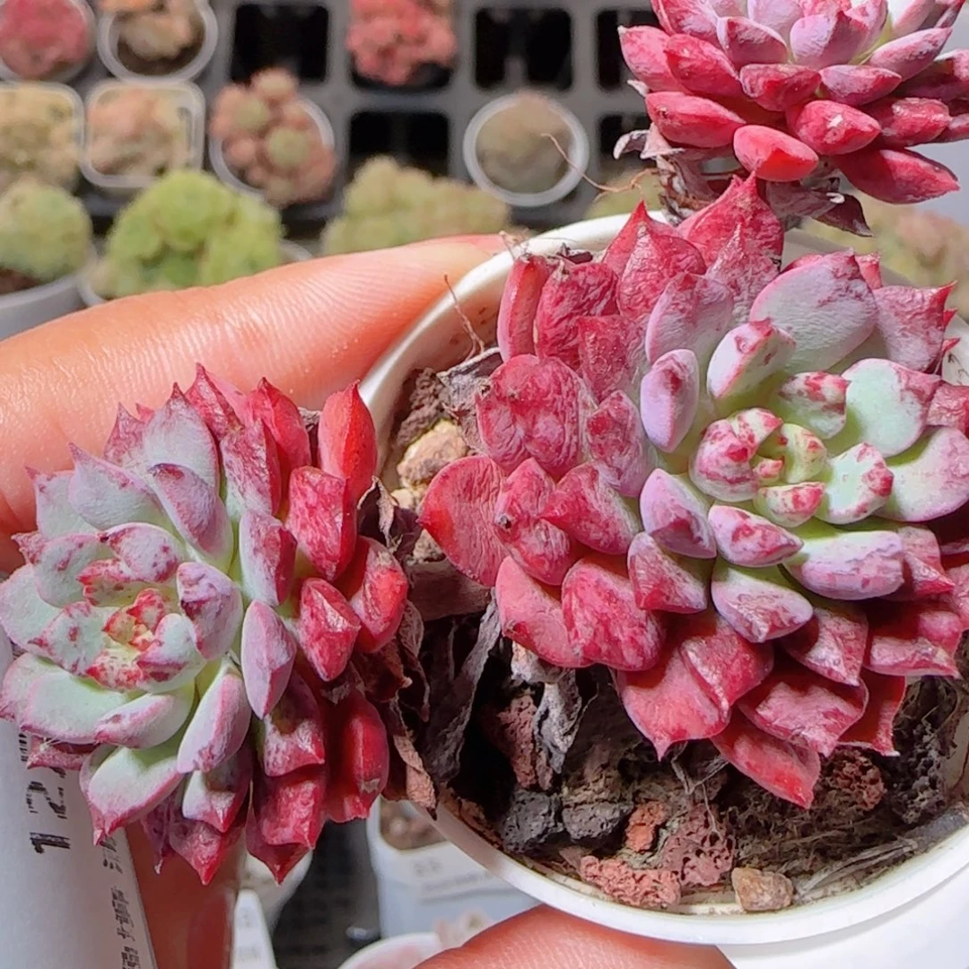 花语多肉1209-39老佛爷