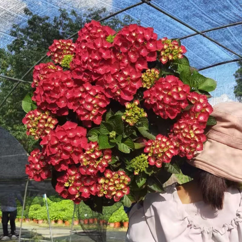 花莳家花莳园艺 2加仑【流星红】大花绣球花期长好养地栽庭院盆栽
