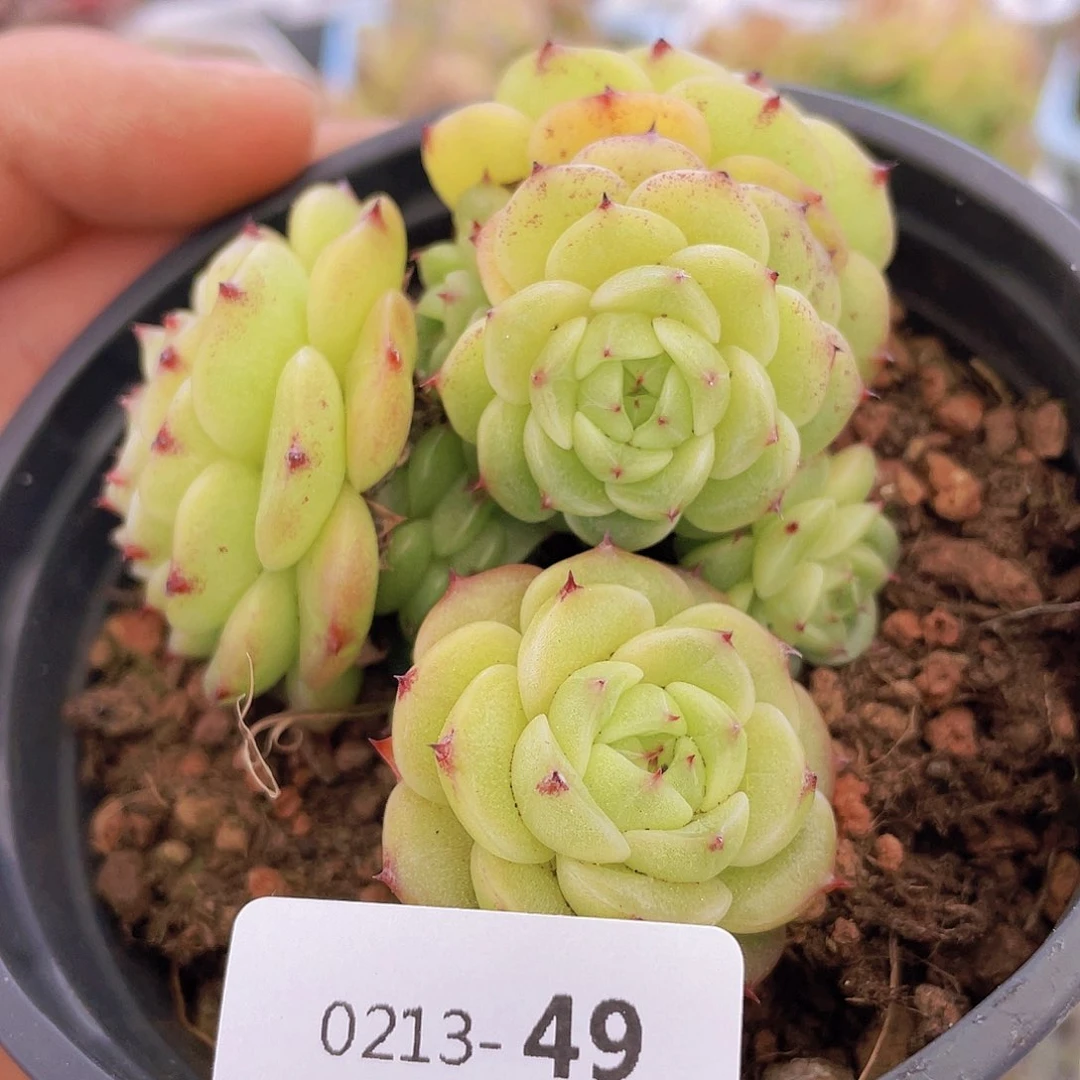 000000000000049量拍