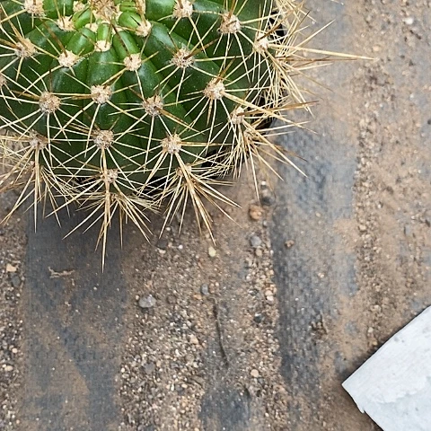 大仙毛花毛花356788