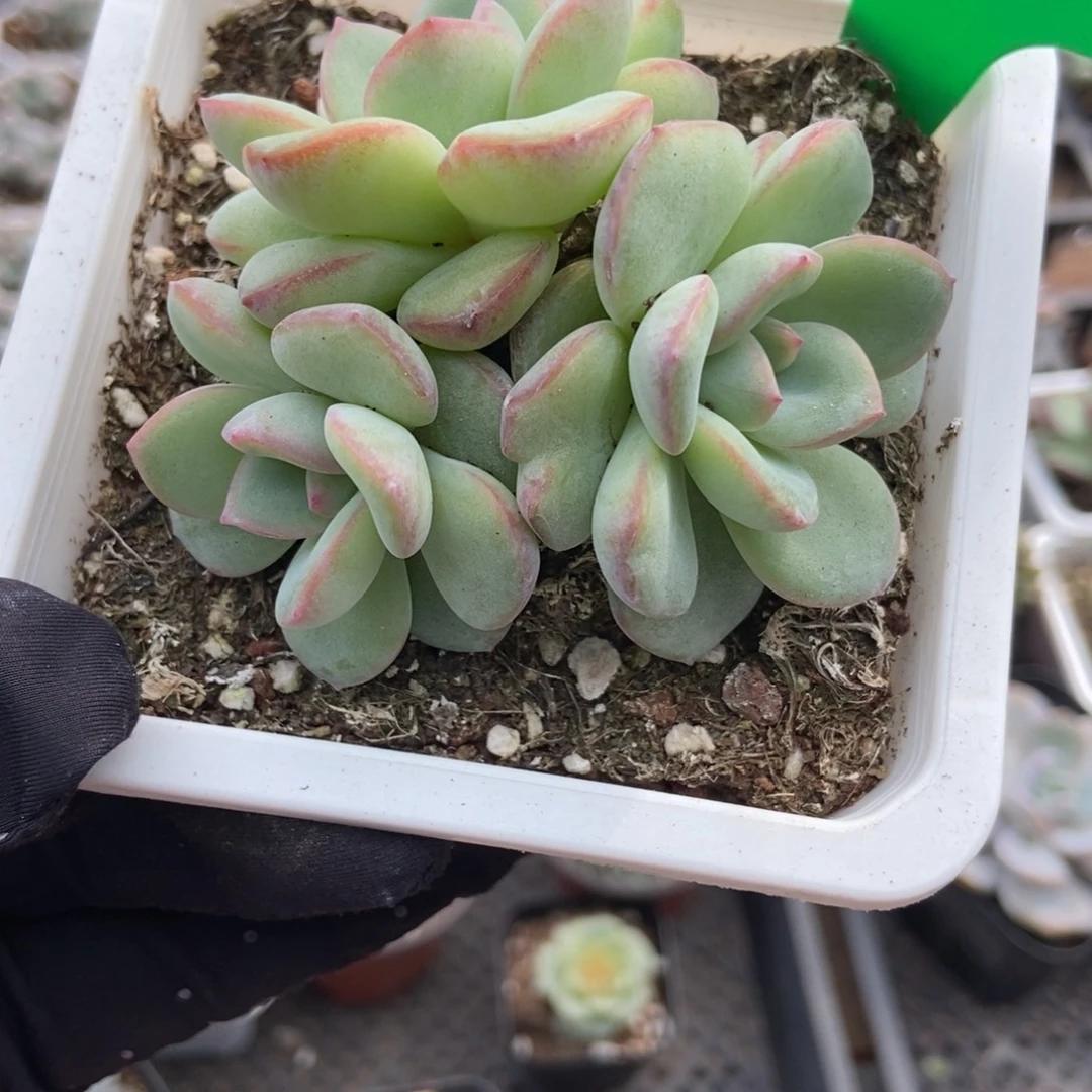 992泡芙多肉植物多肉