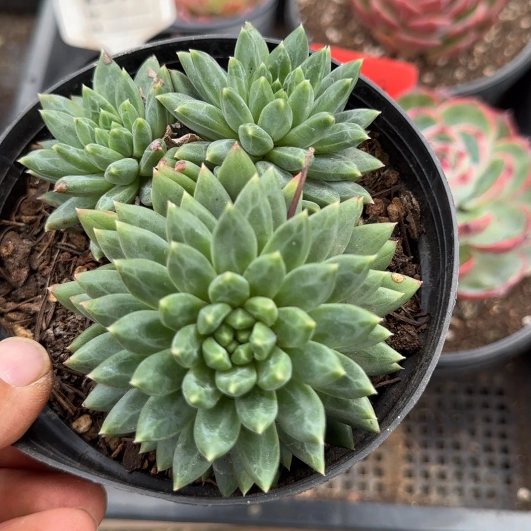 青花瓷惊鸿一物一拍包装收缩花旱